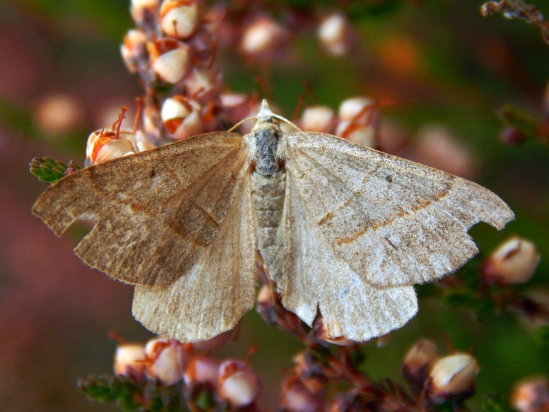 Geometridae da identificare - Scotopteryx sp.